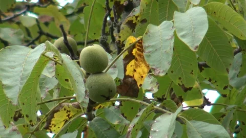 Walnuts on tree during the rain Stock Footage 95449774