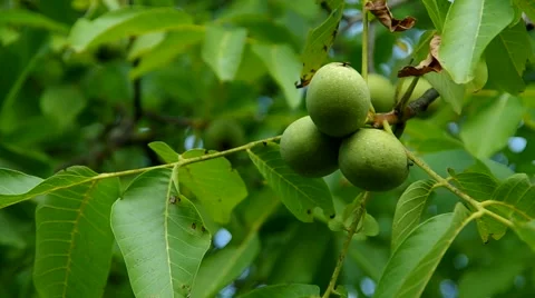 Walnuts on the tree Stock Footage 55219500