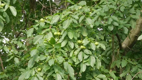 Walnuts on a tree in the garden. Stock Footage 302920429