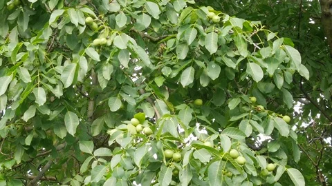 Walnuts on a tree in the garden. Stock Footage 303199829