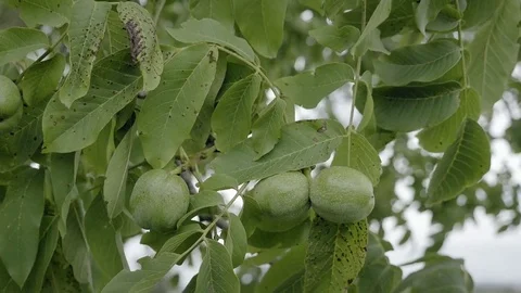 Walnuts on tree before harvest. Green nuts and leaves on branch floating in wind Видео 80656719