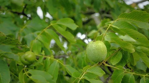Walnuts on tree before harvest. Green nuts and leaves on branch floating in wind Видео 80656932