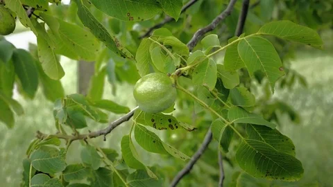 Walnuts on tree before harvest. Green nuts and leaves on branch floating in wind Stock Footage 80657208