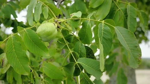Walnuts on tree before harvest. Green nuts and leaves on branch floating in wind Видео 80685143