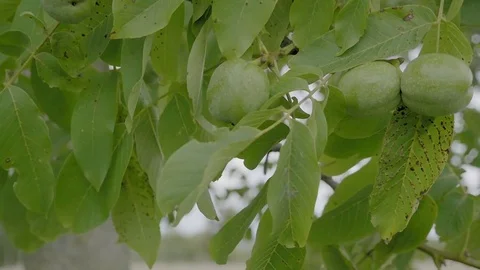 Walnuts on tree before harvest. Green nuts and leaves on branch floating in wind Vidéo 80789010