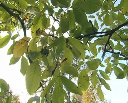 Walnuts tree with nuts on the branches in the beautiful sunshine Stock Footage 8549655