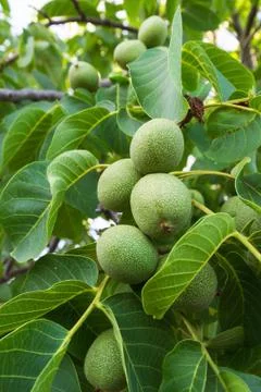 Walnuts in Tree Stock-Fotos