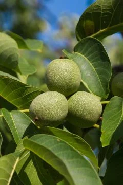 Walnuts in Tree - Stock-Fotos