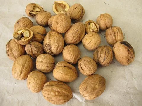 Walnuts of various sizes from different trees Stock Photos