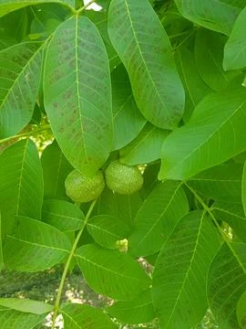 Walnuts in a Walnut Shell Stock Photos