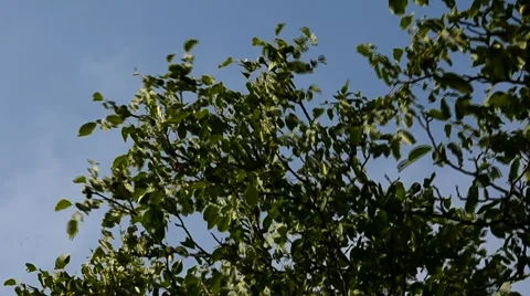 Walnuts on a walnut tree Stock Footage 53217559