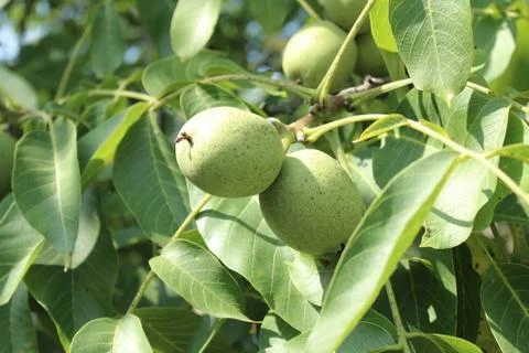 Walnuts on the walnut tree Stock Photos