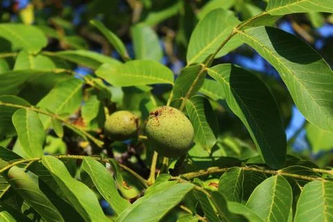 Walnuts on the walnut tree Stock Photos