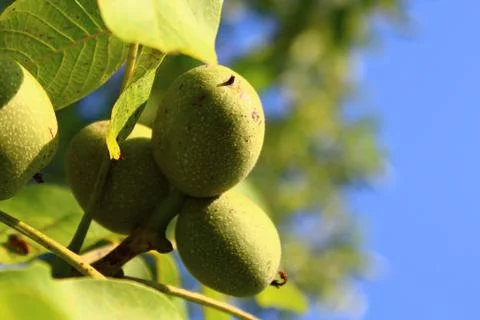 Walnuts on the walnut tree Stock Photos