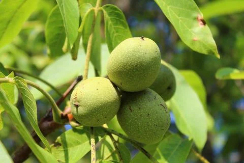 Walnuts on the walnut tree Stock Photos