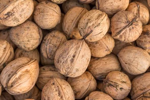 Walnuts. Whole walnuts background. Many walnuts close-up. Walnut texture. Stock Photos