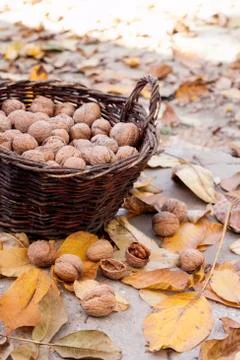 Walnuts in a wicker basket on a background of fallen yellow leaves Stock Photos