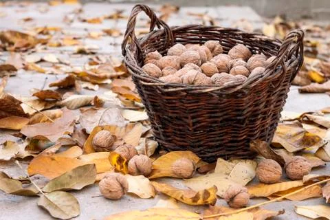 Walnuts in a wicker basket on a background of fallen yellow leaves Foto stock