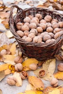 Walnuts in a wicker basket on a background of fallen yellow leaves Stock Photos