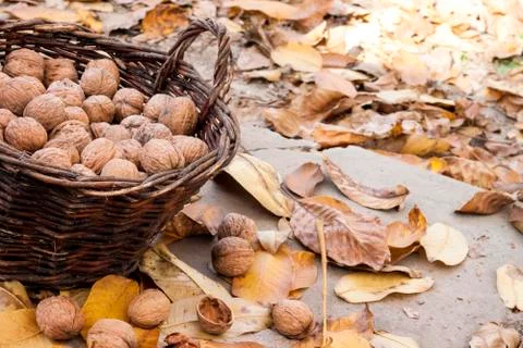 Walnuts in a wicker basket on a background of fallen yellow leaves Stock Photos