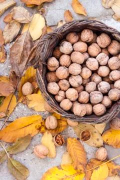 Walnuts in a wicker basket on a background of fallen yellow leaves Stock Photos