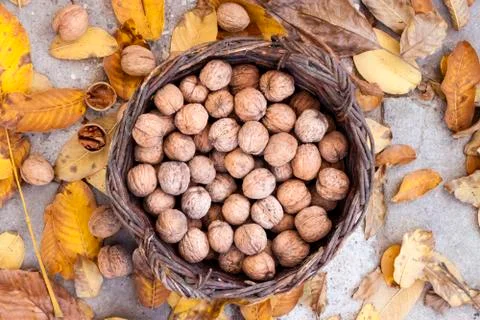 Walnuts in a wicker basket on a background of fallen yellow leaves Stock Photos