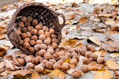 Walnuts in a wicker basket on a background of fallen yellow leaves Stock Photos
