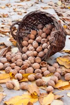 Walnuts in a wicker basket on a background of fallen yellow leaves Stock Photos