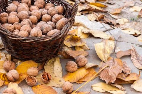 Walnuts in a wicker basket on a background of fallen yellow leaves Stock Photos
