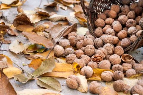 Walnuts in a wicker basket on a background of fallen yellow leaves Stock Photos