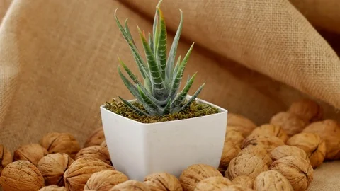 Walnuts,4k Close up shot, Slide equipment used.RL pan, Right slider dolly shot,  Stock Footage 85148482