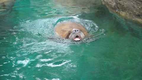 Walrus 1 Stock Footage 118182116