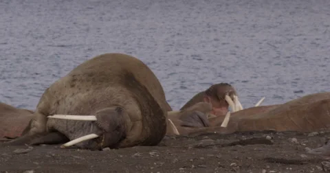 Walrus on Arctic Beach Looks at Camera Stock Footage 56361047
