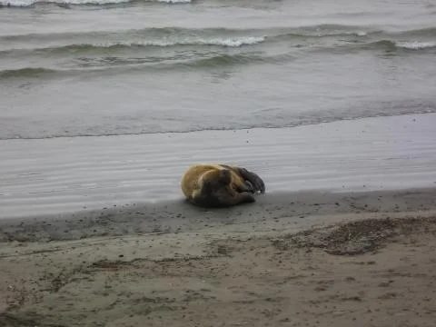Walrus in the Arctic Ocean Foto stock