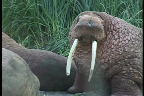Walrus backs Stock Footage 11099576
