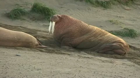 Walrus on beach Stock Footage 11097448