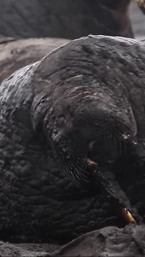 Walrus in the beach Stock Footage 318505437