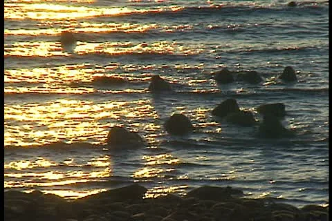 Walrus on beach in water sunset Stock Footage 11098845