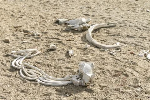 Walrus bones on the beach Stock Photos