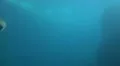 Walrus closeup dive underwater in natural arctic compound HD Footage