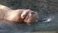Walrus closeup snorting at rocky water surface HD Footage
