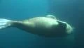 Walrus closeup underwater in natural arctic compound HD Footage