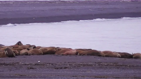 Walrus colony Stock Footage 92170289