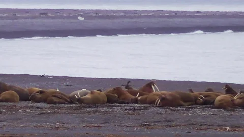 Walrus colony Stock Footage 92170931