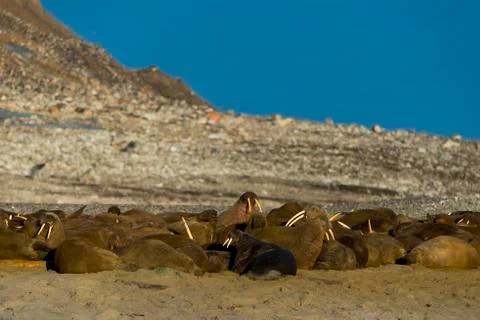 Walrus colony Stock Photos