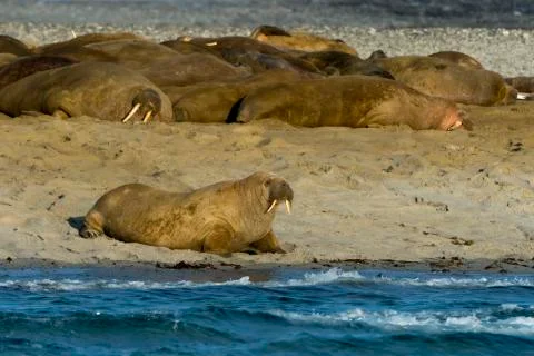 Walrus colony Stock Photos