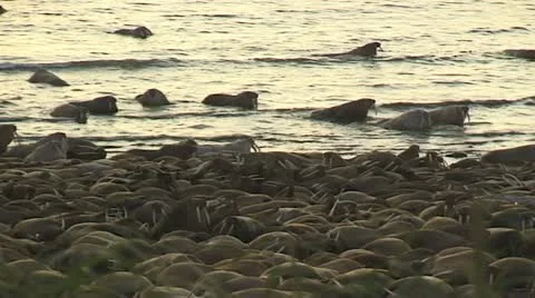 Walrus come ashore Stock Footage 11094709