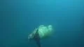 Walrus elegant dive underwater in natural arctic compound HD Footage
