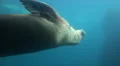 Walrus elegant diving underwater in natural compound HD Footage