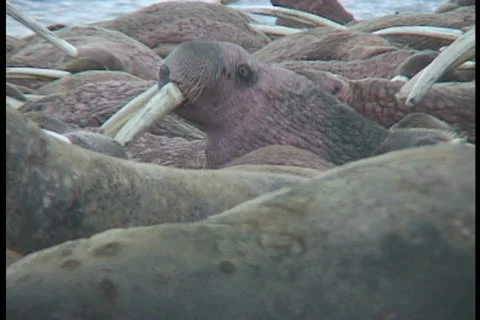 Walrus excuse me Stock Footage 11099144